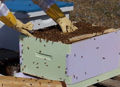 Nuôi và khai thác mật ong