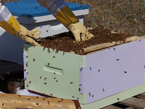 Nuôi và khai thác mật ong